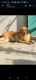 Golden Retriever Puppies for sale in Aashiyana Chauraha, Sector I, Ashiyana, Lucknow, Uttar Pradesh 226012, India. price: 12000 INR