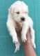 Golden Retriever Puppies for sale in Fort Rd, Singapore. price: NA