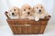 Golden Retriever Puppies for sale in Bartlett, IL, USA. price: $1,200