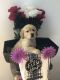 Golden Retriever Puppies for sale in Freedom, NY 14009, USA. price: NA