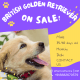 Golden Retriever Puppies for sale in New Delhi, Delhi, India. price: NA