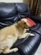 Golden Retriever Puppies for sale in East Marredpally, Secunderabad, Telangana, India. price: NA