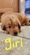 Golden Retriever Puppies for sale in North Las Vegas, NV 89031, USA. price: NA