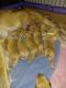 Golden Retriever Puppies for sale in Mead, WA, USA. price: $2,300