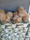 Golden Retriever Puppies for sale in Byars, OK 74831, USA. price: NA