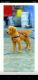 Golden Retriever Puppies for sale in Bundi, Rajasthan 323001, India. price: 15000 INR