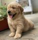 Golden Retriever Puppies for sale in Chandigarh, India. price: 18000 INR