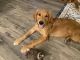Golden Retriever Puppies for sale in North/Northwest Phoenix, Phoenix, AZ 85024, USA. price: $500