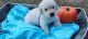 Golden Retriever Puppies for sale in Citrus Heights, CA 95610, USA. price: $3,000