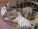 Golden Retriever Puppies for sale in Dwaraka Nagar, Kakinada, Andhra Pradesh 533003, India. price: 20000 INR