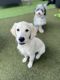 Golden Retriever Puppies for sale in Pembroke Pines, FL 33026, USA. price: $3,750