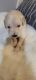 Golden Retriever Puppies for sale in Rialto, CA, USA. price: NA