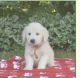 Golden Retriever Puppies for sale in Woodland Park, NJ, USA. price: $900