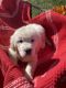 Golden Retriever Puppies for sale in Sioux Falls, SD, USA. price: NA