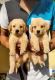 Golden Retriever Puppies for sale in Bhiwadi, Rajasthan, India. price: 13000 INR