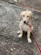 Golden Retriever Puppies for sale in Vile Parle East, Vile Parle, Mumbai, Maharashtra, India. price: 20000 INR