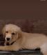 Golden Retriever Puppies for sale in Ahmedabad, Gujarat, India. price: 12000 INR