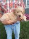 Golden Retriever Puppies for sale in Apple Creek, OH 44606, USA. price: $80,000