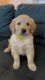 Golden Retriever Puppies for sale in San Diego, CA, USA. price: $2,000