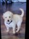 Golden Retriever Puppies for sale in Rialto, CA, USA. price: NA