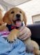 Golden Retriever Puppies for sale in Asheville, NC, USA. price: $1,400