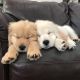 Golden Retriever Puppies for sale in S Carolina St, Avon Park, FL 33825, USA. price: NA