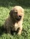 Golden Retriever Puppies for sale in Alexander, NY, USA. price: NA