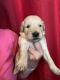 Golden Retriever Puppies for sale in 93313 District Blvd, Bakersfield, CA 93313, USA. price: NA