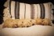 Golden Retriever Puppies for sale in Chadron, NE 69337, USA. price: NA