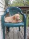 Golden Retriever Puppies for sale in Millersburg, IN 46543, USA. price: $200