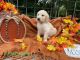 Golden Retriever Puppies for sale in Pavilion, NY, USA. price: $1,400