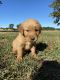 Golden Retriever Puppies for sale in Mulkeytown, IL 62865, USA. price: $500