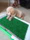 Golden Retriever Puppies for sale in Dwarka Expy, Block D, Rajendra Park, Sector 105, Gurugram, Haryana, India. price: 20000 INR