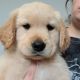 Golden Retriever Puppies for sale in Ohio, NS B2G 2K8, Canada. price: NA