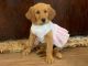 Golden Retriever Puppies for sale in Owenton, KY 40359, USA. price: NA