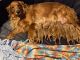 Golden Retriever Puppies for sale in Springville, NY 14141, USA. price: NA