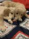 Golden Retriever Puppies for sale in Queens, NY, USA. price: $1,000