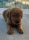 Golden Retriever Puppies for sale in Eastvale, CA, USA. price: NA