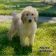 Golden Retriever Puppies for sale in Sugar Land, TX, USA. price: NA