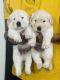 Golden Retriever Puppies for sale in Varanasi, Uttar Pradesh, India. price: 20000 INR