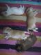 Golden Retriever Puppies for sale in Burari, Delhi, 110084, India. price: NA