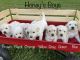 Golden Retriever Puppies for sale in Edinburg, VA 22824, USA. price: $1,000
