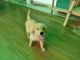 Golden Retriever Puppies for sale in Jaipur, Rajasthan, India. price: 8000 INR