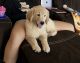 Golden Retriever Puppies for sale in Lackland AFB, San Antonio, TX, USA. price: NA