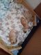 Golden Retriever Puppies for sale in Phoenix, AZ 85053, USA. price: NA