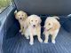 Golden Retriever Puppies for sale in Stockton, CA 95209, USA. price: $1,800