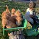 Golden Retriever Puppies for sale in Strasburg, CO 80136, USA. price: $1,500