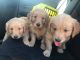 Golden Retriever Puppies for sale in Santa Ana, CA, USA. price: $650