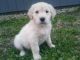 Golden Retriever Puppies for sale in London, KY, USA. price: $1,500