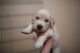 Golden Retriever Puppies for sale in Lemoore, CA 93245, USA. price: $800